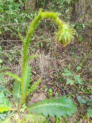 Berkheya radula