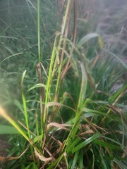 Paspalum paniculatum