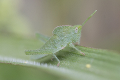 Xyleus discoideus