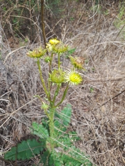 Berkheya radula
