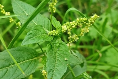 Mercurialis annua