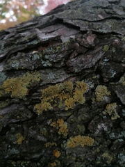 Candelaria concolor