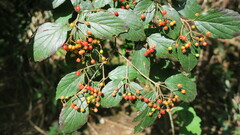 Viburnum luzonicum