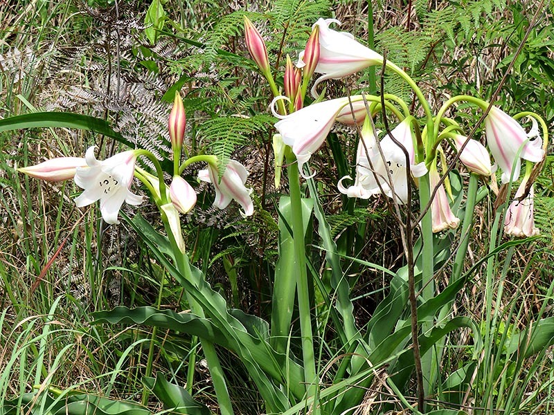 Crinum macowanii