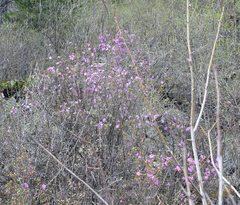 Rhododendron ledebourii