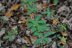 Lonicera periclymenum