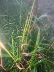 Paspalum paniculatum