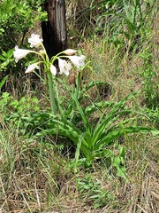 Crinum macowanii image