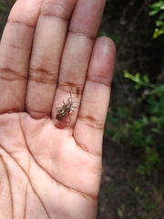 Spilostethus rivularis