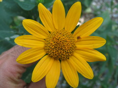 Tithonia paneroi