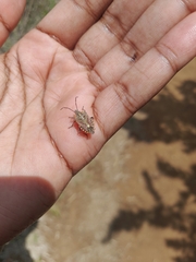 Agonoscelis versicoloratus