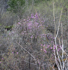 Rhododendron ledebourii