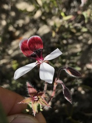 Pelargonium tricolor