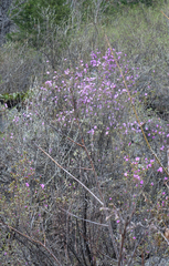 Rhododendron ledebourii