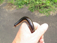 Doratogonus infragilis