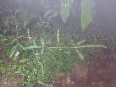 Achyranthes longifolia