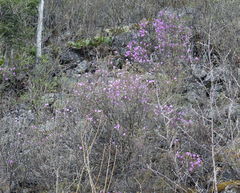 Rhododendron ledebourii