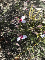 Pelargonium tricolor
