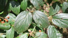 Viburnum luzonicum