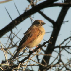 Emberiza impetuani