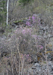 Rhododendron ledebourii