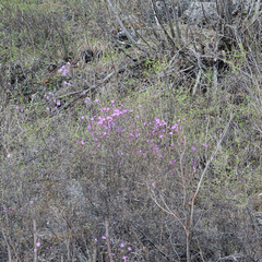 Rhododendron ledebourii