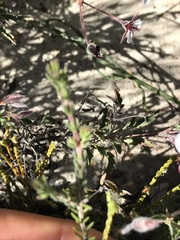 Pelargonium tricolor