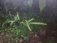 Achyranthes longifolia