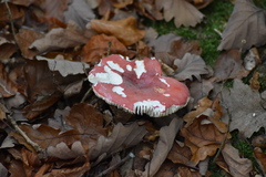 Russula lepida