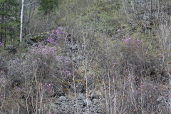 Rhododendron ledebourii
