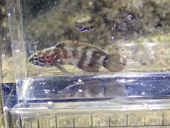 Plesiops coeruleolineatus