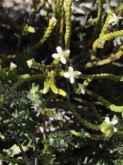Lachnaea ericoides