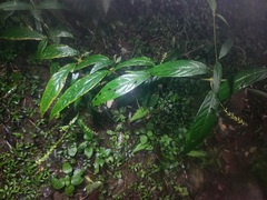 Achyranthes longifolia