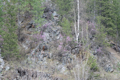 Rhododendron ledebourii