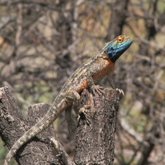 Agama aculeata aculeata