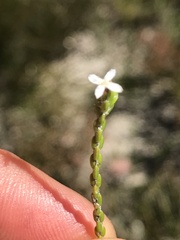 Lachnaea ericoides