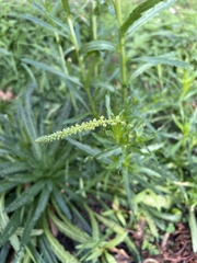 Reseda luteola