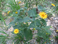 Tithonia paneroi