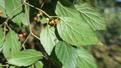 Viburnum luzonicum