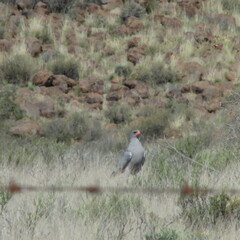 Melierax canorus canorus