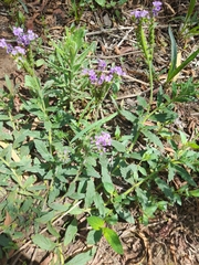 Verbena rigida