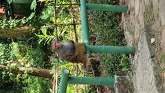 Macaca mulatta