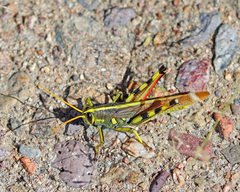 Schistocerca albolineata