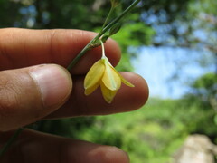 Echeandia breedlovei