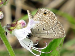 Euchrysops subpallida