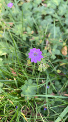 Geranium pyrenaicum