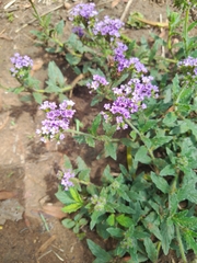 Verbena rigida