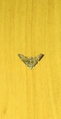 Sufetula hemiophthalma