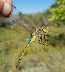 Anax ephippiger