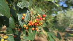 Viburnum luzonicum